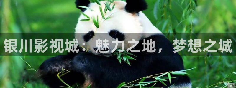 金桔视频：银川影视城：魅力之地，梦想之城